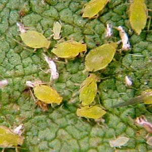 aphids