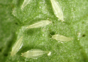 thrips