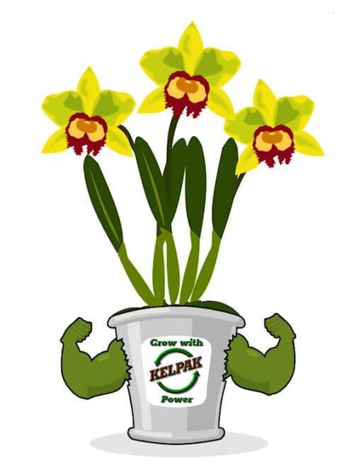 Kelpak Superior Biostimulant - 1 Liter