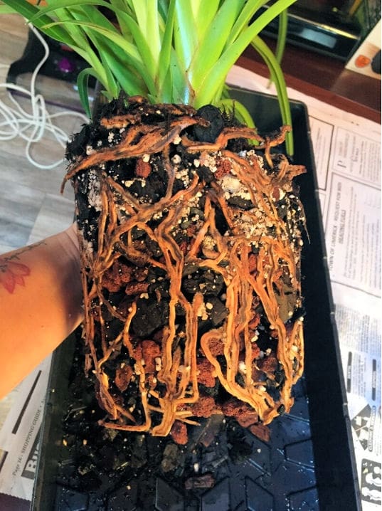 Phragmipedium richterii root system, showing extensive development under the First Rays regimen of using K-Lite fertilizer and KelpMax plant growth stimulant.