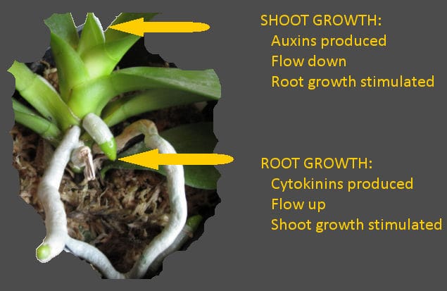 Flow of hormones for root growth stimulation