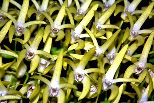 Chance on Dendrobium speciosum v. hillii Photo