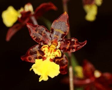 Chance on Odontocidium Pesky Panther Photo