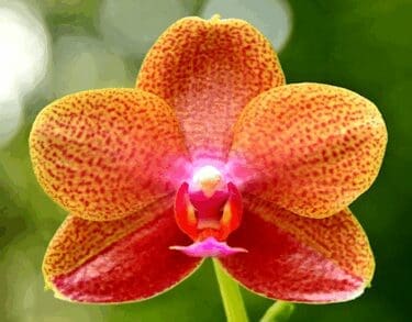 Chance on Phalaenopsis Hybrid Photo