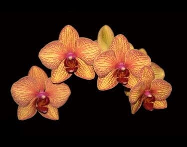Chance on Phalaenopsis Baldan's Kaleidescope Photo