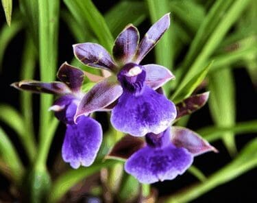 Chance on Zygopetalum Blue Eyes 'Ben Her' Photo