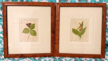 Chance on Botanical Paintings