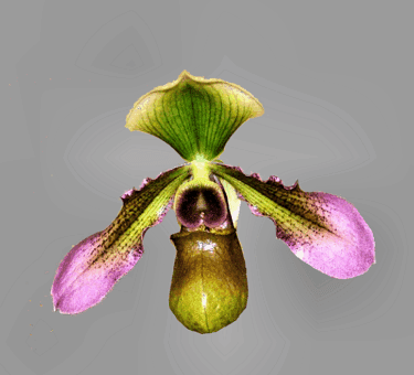Paphiopedilum hookerae