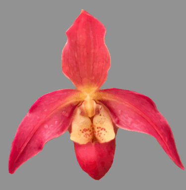 Phragmipedium Quintal's Twilight