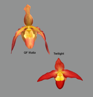 Phragmipedium  QF Magic Twilight