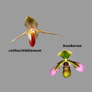 Paphiopedilum Jupiter