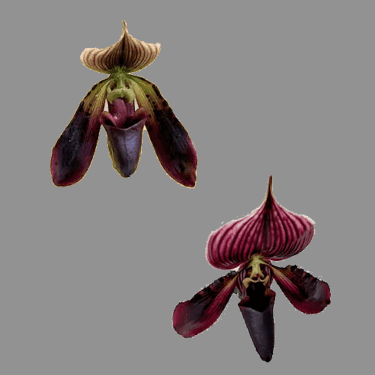 Paphiopedilum QF Avenue