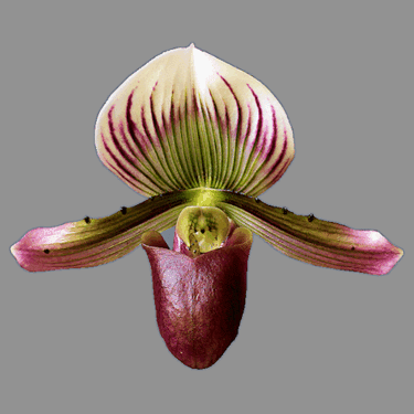 Paphiopedilum barbatum v. nigritum