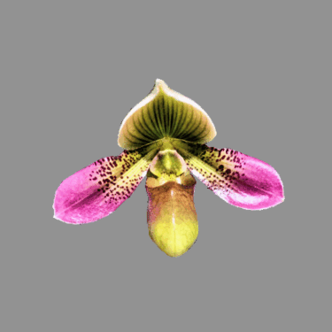 Paphiopedilum Shirley Amundson