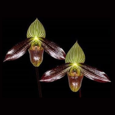Paphiopedilum wardii