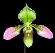 Apres Midi Paphiopedilum Apres Midi