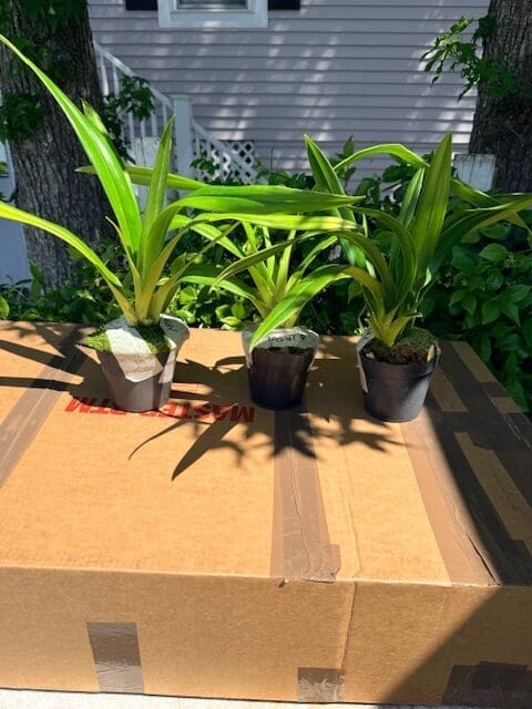 Phragmipedium Mont Fallu