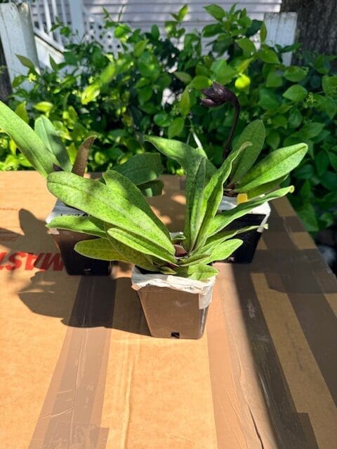 Paphiopedilum QF Lorrafairrie