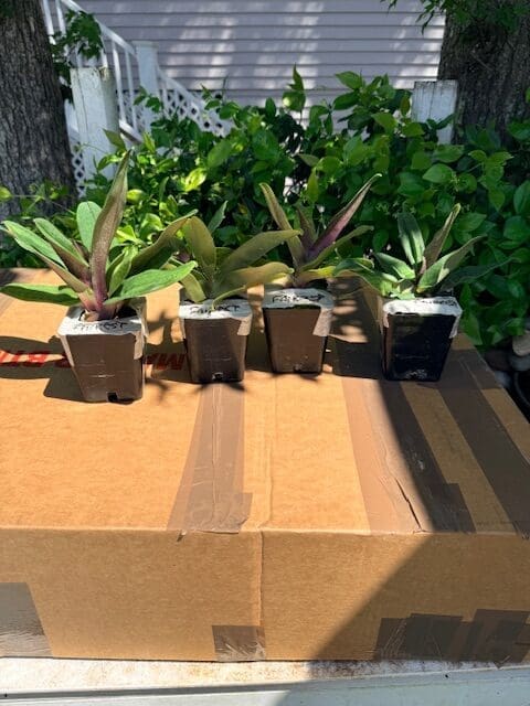 Paphiopedilum QF Fairest