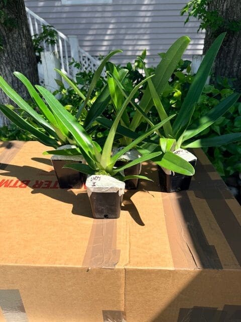 Paphiopedilum Lady Isobel