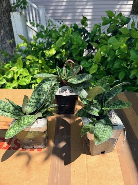 Paphiopedilum Apres Midi