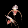 Paphiopedilum Lady Isobel