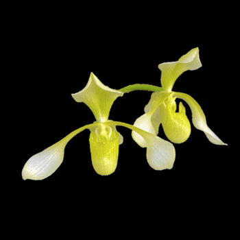 Paphiopedilum QF Yellow Bird
