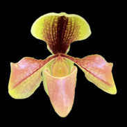 Paphiopedilum villosum