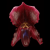 Paphiopedilum QF Fairest