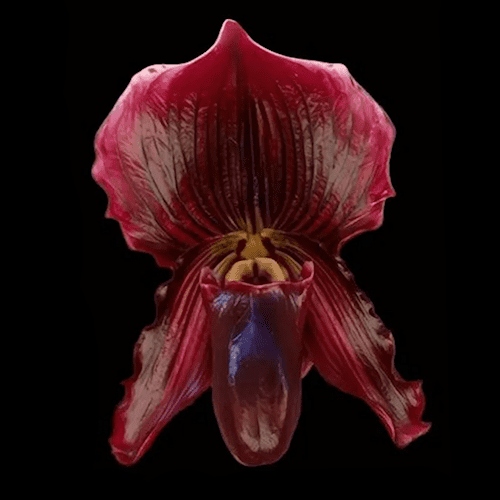 Paphiopedilum QF Fairest