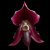 Paphiopedilum QF Lorrafairrie