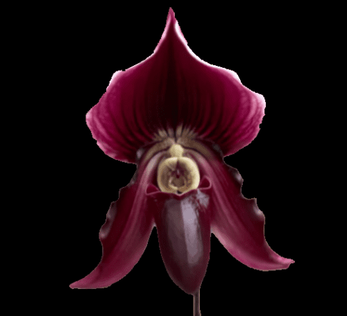 Paphiopedilum QF Lorrafairrie