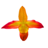 ORCHID GROWING GUIDE - WHY to do things, not just WHAT to do