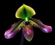 Paphiopedilum Xanthophyllum