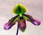 Xanthophyllum Paphiopedilum Xanthophyllum