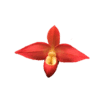 Phragmipedium Don Wimber
