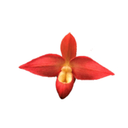 Phragmipedium Don Wimber