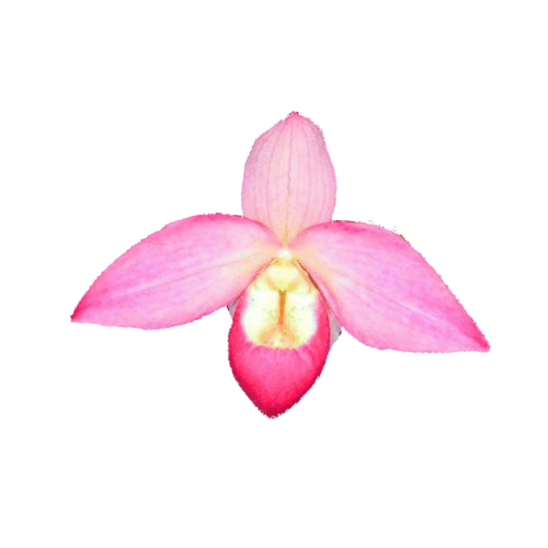 Kelly_Nash Phragmipedium Kelly Nash