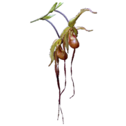 Phragmipedium Nitidissimum