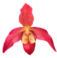 Phragmipedium Quintal's Twilight