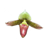 Paphiopedilum Oriental Spice