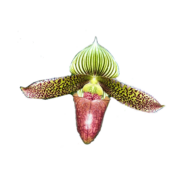 Paph Oriental Spice Paphiopedilum Oriental Spice