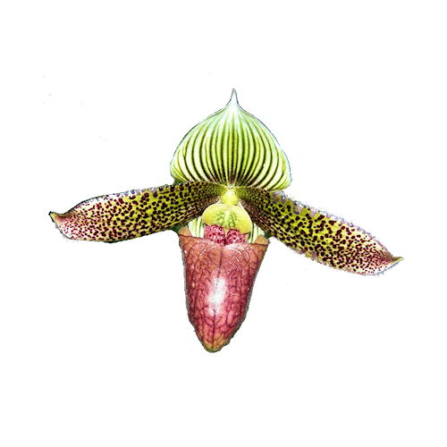 Paphiopedilum Oriental Spice