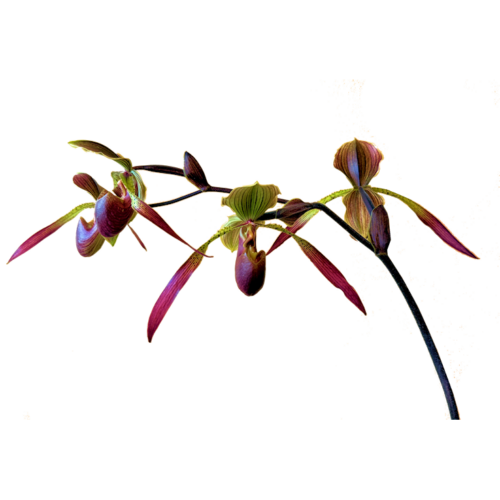 Paphiopedilum Julius