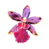 Oncostele Wildcat 'Bobcat' AM/AOS