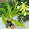 Paphiopedilum QF Yellow Bird