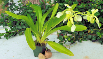 Paphiopedilum QF Yellow Bird